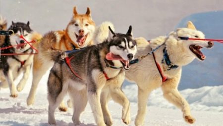 All about sled dogs