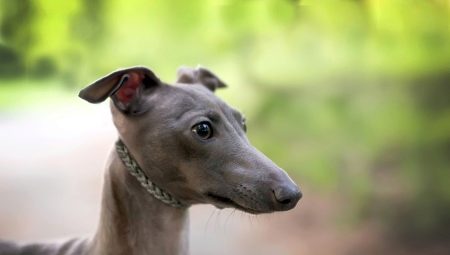 All about Italian greyhound