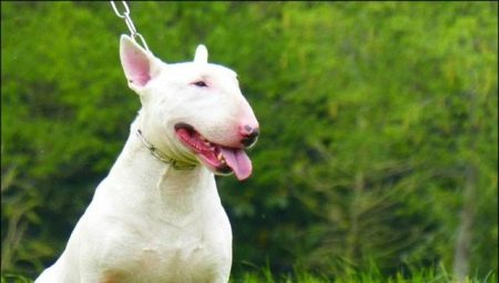 All about miniature bull terriers