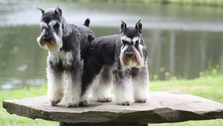 All about miniature schnauzer sizes