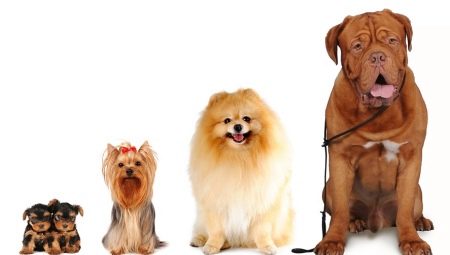 All about dog sizes: types and ways of measuring