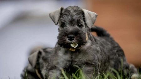 All about Giant Schnauzers