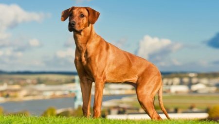 All about Rhodesian Ridgebacks