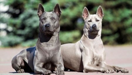 All about Thai Ridgeback