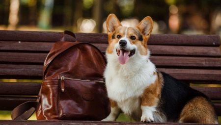 Wszystko o walijskim pembroke corgi