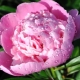 Peonies: what do they symbolize and how to place them in feng shui?