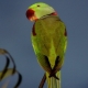 Alexandria parrot: description, maintenance and breeding