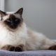 Balinese cat: origin, nature and conditions of detention