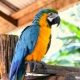 Big parrots: description, types and features of the content