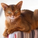 What and how to feed the Abyssinian cats and cats?