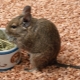 What to feed degu?