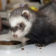 What do ferrets eat?