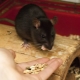 What do domestic rats eat?