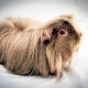 Longhair guinea pigs: features, breeds and care recommendations