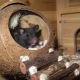 Home for the rat: how to choose and do it yourself?