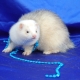 Domestic ferrets: characteristics, characteristics of the content and breeding