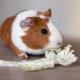 House for the guinea pig: types and rules of choice