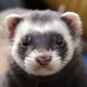 Ferrets: characteristics, varieties, care tips