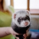 Ferrets at home: the pros and cons, education and care