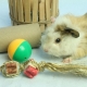 Toys for guinea pigs: what are needed and how to make them with your own hands?