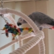 Toys for parrots do it yourself