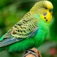 Names for girls wavy parrots