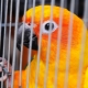 Making a cage for a parrot with your own hands