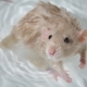 How to bathe a rat at home?