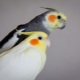 How to determine the sex of Corella?