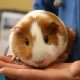 How to determine the sex of the guinea pig?