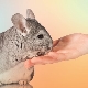 How to tame a chinchilla hands?