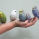 How to tame a wavy parrot to the hands?