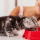 How to teach a kitten to dry food?