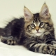 How do Maine Coon kittens grow by month?