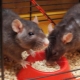 How to choose food for ornamental rats?