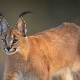 Caracals: fajtajellemzők, otthoni ápolási szabályok