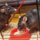 Cages for rats: characteristics, selection, equipment, care