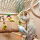 Cages for wavy parrots: the choice, arrangement, installation and care