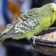 Food for parrots: types and features of selection