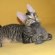 Sphynx cats with wool: are they what they are called and why is this happening?