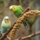 Beautiful and original names for boys wavy parrots