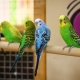 Little parrots: species, how many live and how to care?