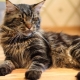 Maine Coon: breed description, maintenance and care