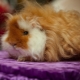 Alpaca Guinea Pigs: description and details of care