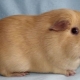 Guinea pigs breed self: characteristics and features of care