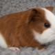 Is it possible to bathe guinea pigs and how to do it correctly?