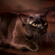 Description and content of chocolate-colored Burmese cats