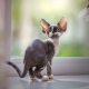 A macskák leírása és tartalma Devon Rex