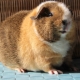 Features of Teddy Guinea Pigs and the rules of their content