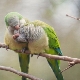 Quaker parrot features